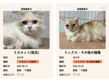 保護猫と飼い主をつなぐサイト「Cat Club KIZUNA」、猫の日2月22日にオープン