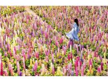 【栃木県鹿沼市】色とりどりの3万本のルピナスが咲き誇る「春の丘のルピナス祭り」開催！
