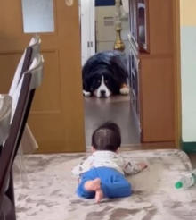 大型犬たちによる赤ちゃんとの絶妙な距離感、優しく見守るハスキーとバーニーズ「守らなきゃいけない存在と理解している」