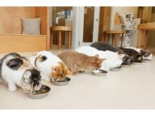 【宮城県仙台市】約10種類のネコとふれあえる「Cat Café MOFF 仙台PARCO店」登場