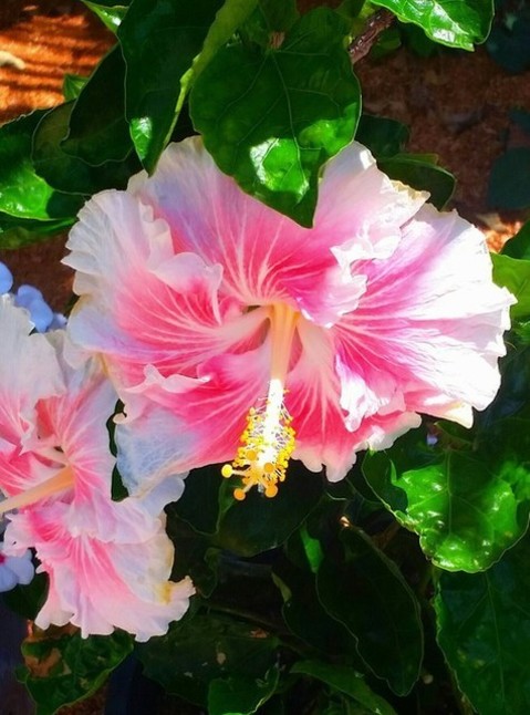 ハワイアンな夏ネイルに欠かせない ハイビスカス が可愛いネイルデザインまとめ プリキャンニュース