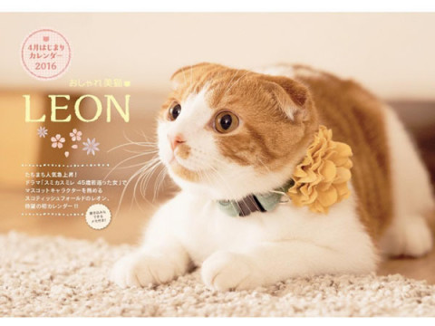 365日ずっと癒されたい！人気絶頂のおしゃれ美猫LEON、4月はじまりのブックスタイルカレンダーに初登場