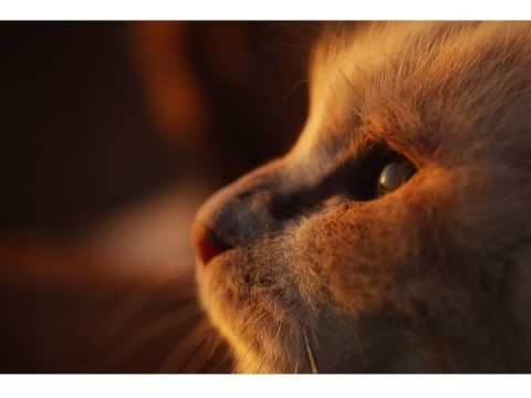 心の琴線にやさしく触れる、猫を愛した作家にまつわる写真展
