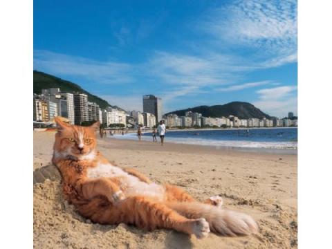 「岩合光昭の世界ネコ歩き」の写真展がパワーアップ！