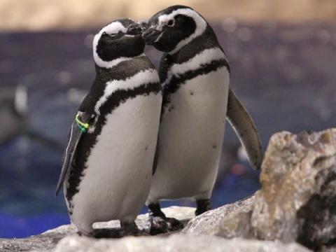 恋のイベントシーズンは水族館でペンギンと盛り上がろう！