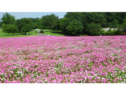 見渡す限りピンクの花じゅうたん 1万株のペチュニアが見頃 プリキャンニュース