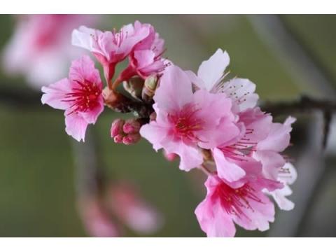 日本一早い桜を見に沖縄へ行こう！“冬の花見”を楽しむお得な宿泊プラン