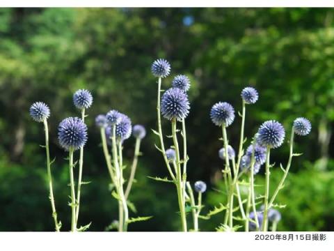 8月下旬まで見頃！「六甲高山植物園」で絶滅危惧種の“ヒゴタイ”が開花中