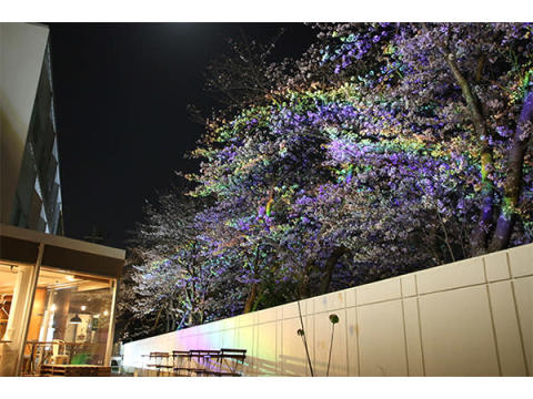 静岡浜松市の「365BASE outdoor hostel」で“さくらライトアップNIGHT”開催
