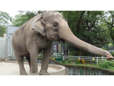ゾウの宮子に新しいプールを！「宇都宮動物園」がクラウドファンディングを実施中