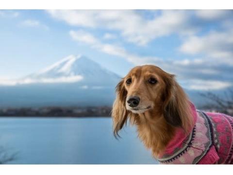 「富士マリオットホテル山中湖」に“愛犬と一緒に夕食＆宿泊できる”プランが新登場
