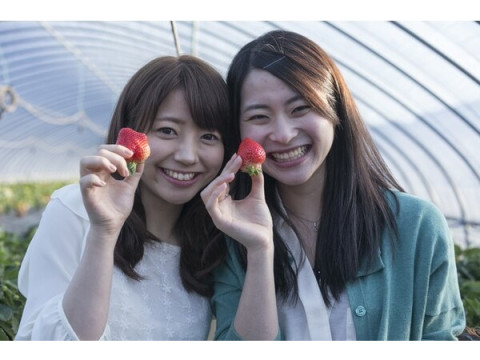 平日限定！「休暇村志賀島」が“あまおう”のイチゴ狩り付き宿泊プランを販売