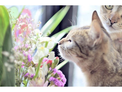 花屋が営むペットセレモニー。“花いっぱいのペット葬儀”を目指し、クラファン実施中