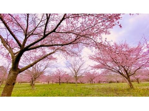 6種類・2600本の桜が咲き誇る！大分の秘境の地に「長湯温泉しだれ桜の里」がオープン