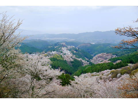 歴史ある奈良「吉野山 奥千本」の桜を甦らせ未来へ繋ぐ！令和の献木を募集中