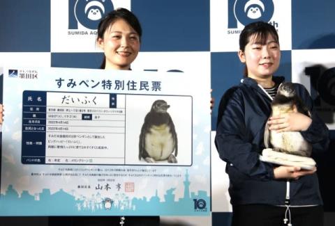 墨田区、ペンギンへ特別住民票を贈呈　『すみだ水族館』初の2世ペンギンお披露目