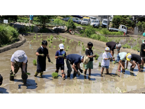イメージワンと山川九十九農園が都心の小学校の校庭で『米づくり』体験学習支援