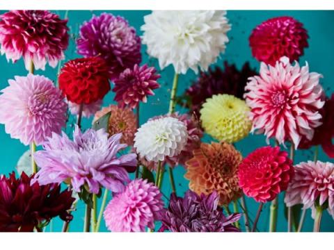 お花好き必見！100種のダリアが勢ぞろいする「青山ダリア祭り」開催