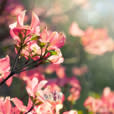 桜月春