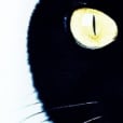 ꧁༺❦黝猫@(黒猫)❦