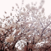 桜だよ♥