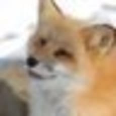 狐のアイコン画像