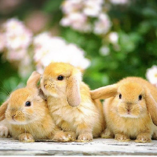 ウサギ好き