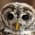 アカアシモリフクロウのアイコン画像