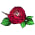 camelliaのアイコン画像
