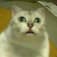 猫太郎のアイコン画像