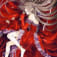 Himenoのアイコン画像