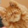 ロス猫のアイコン画像