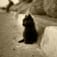 黒猫さん。のアイコン画像