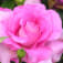 pinkroseのアイコン画像
