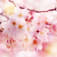 舞桜のアイコン画像