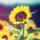 向日葵❥❥低浮上のアイコン画像