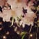 ᎷᎨᏒᎨᏦᎪஹ 美里花のアイコン画像