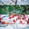 桜夜香のアイコン画像