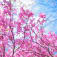 桜香のアイコン画像