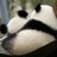 副業“Panda-nabe”のアイコン画像