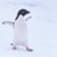 ペンギン。のアイコン画像