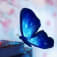 モルフォ蝶のアイコン画像
