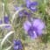 紫花里のアイコン画像
