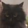 黒猫ショウのアイコン画像